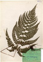 藏品(臺灣兩面複葉耳蕨)的圖片